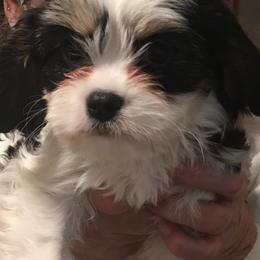 Cavalier King Charles Spaniels and Companion Crosses from Toy Cavaliers