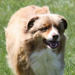 Australian Shepherds from Pernema Kennel