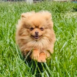 Bay - Pomeranian