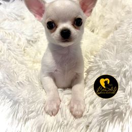 Blaze - Cream and white male Chihuahua puppy in Sanford, North Carolina from Bandit’s