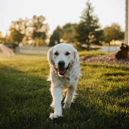 Zenni - Golden Retriever