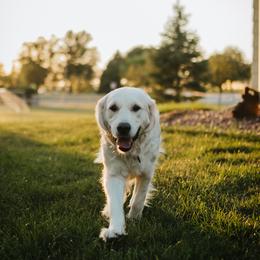 Zenni - Golden Retriever