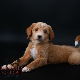 Miss Yellow - Apricot female Labradoodle puppy in Travelers Rest, South Carolina from Doodles of Love Labradoodles