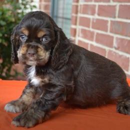 Pending - Cocker Spaniel