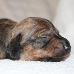 2500 AKC Shaded Red Boy - Red male Dachshund puppy in Arcadia, Florida from JB Dachshunds
