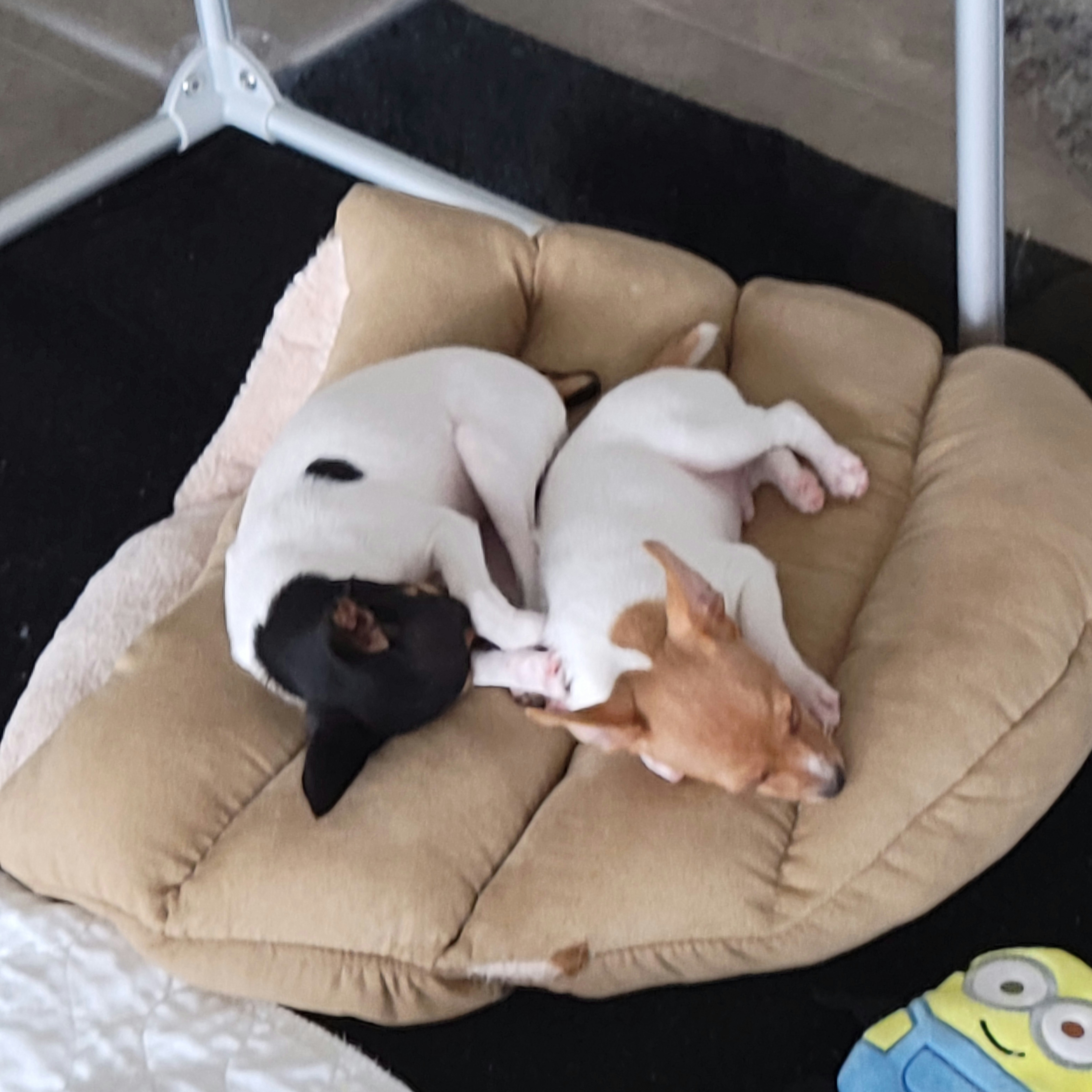 Mudi and Toy Fox Terrier Puppies from JANUS SHOW DOGS "Mudis"