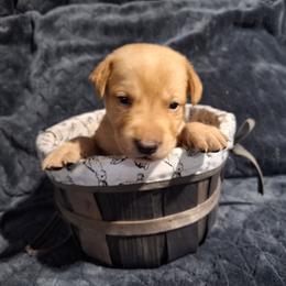 Red - Yellow male Labrador Retriever puppy in Bemidji, Minnesota from Northern Star Elite Quality Labrador Retrievers