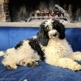 Bunny - Parti female Poodle puppy in Springfield, Oregon from Valaurah Farms