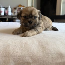 Zues - Black and tan male Shih Tzu puppy in Boiling Springs, South Carolina from Sherry Whiteside's Shih Tzus
