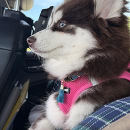 Maserati - Pomsky