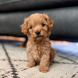 Pop - Red male Cavapoo puppy in Saint George, Utah from Fitzdoodles