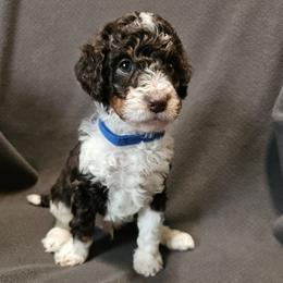 Poodle Puppies from Mountain Vista Pups LLC