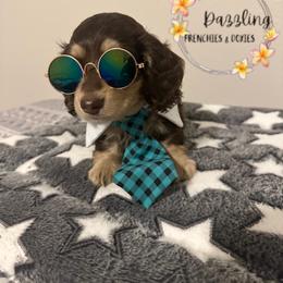 Blue boy - Chocolate and cream male Dachshund puppy in Kissimmee, Florida from Dazzling Frenchies and Doxies