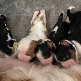 Cavalier King Charles Spaniels from Carels Cavaliers