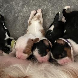 Cavalier King Charles Spaniels from Carels Cavaliers