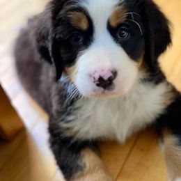 Bernese Mountain Dog Puppies from Stone Hill Farm