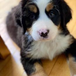 Bernese Mountain Dog Puppies from Stone Hill Farm