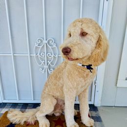 Romeo - Cream male Goldendoodle puppy in Phelan, California from High Desert Doodles - the original