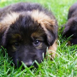 German Shepherd Puppies from Dacherri Dogs