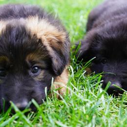 German Shepherd Puppies from Dacherri Dogs