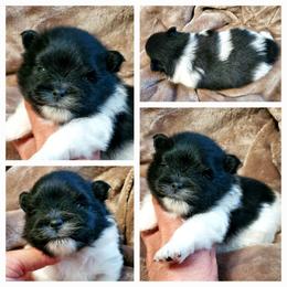 Parti Jill - Black parti female Pomeranian puppy in Forsyth, Illinois from Brenda's Pomeranians - Amazing Grace Pomeranians