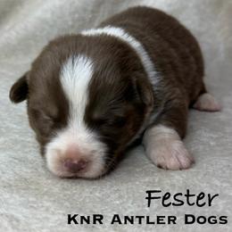 Fester - Liver and white male American Corgi puppy in Grants Pass, Oregon from KnR Antler Dogs ~ Labrador Retrievers & Corgis