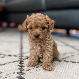 Crackle - Red female Cavapoo puppy in Saint George, Utah from Fitzdoodles