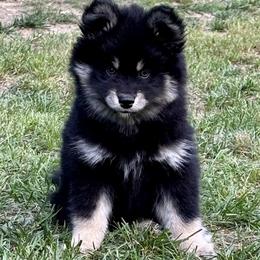 Boy 3 - male Pomsky puppy in Fuquay Varina, North Carolina from Raleigh Pomskies