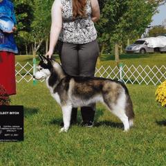 Siberian Huskies from Kuiper Siberians