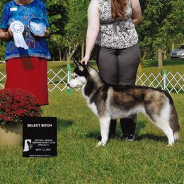 Siberian Huskies from Kuiper Siberians