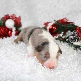 Miniature American Shepherd Puppies from Lone Pine Miniature American Shepherds