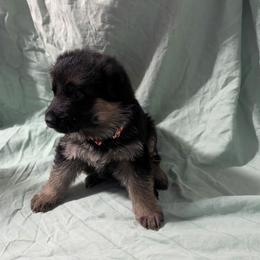 Girl 1 - female German Shepherd puppy in King, North Carolina from Golly-G German Shepherds