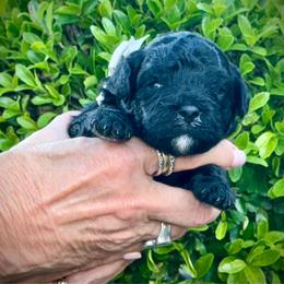 Flint- gray boy - Black and white male Aussiedoodle puppy in Midlothian, Texas from Gray Doodles