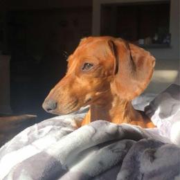 Dachshund All Grown Up from Oakleys Dachshund Haven