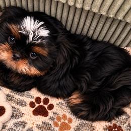 Male - Black male Shih Tzu puppy in Victorville, California from Californiadreamyshihtzus