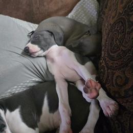 Italian Greyhound Puppies from Fisher Link