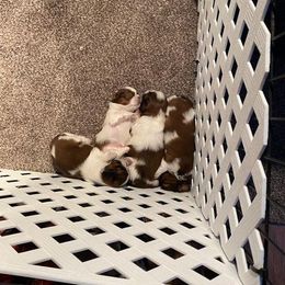 "All 4 puppies that were born (1 boy & 1 girl are still available)" Shih Tzu Puppies from Starr Thomas
