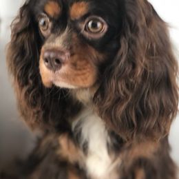 Hercules - Cavalier King Charles Spaniel