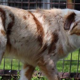 Aussiedoodles, Miniature Australian Shepherds, Poodles, and Toy Australian Shepherds from Sandy Creek Kennels