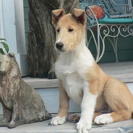 Collie Puppies from CYNDELLA COLLIES