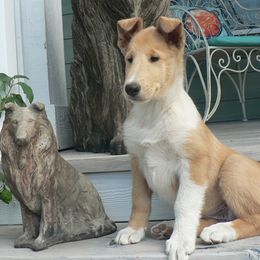 Collie Puppies from CYNDELLA COLLIES