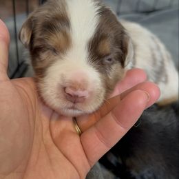 Red Merle male - Red merle Miniature Australian Shepherd puppy in Westminster, Massachusetts from Smokin Gun Aussies