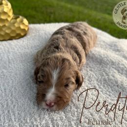 Perdita - Chocolate merle female Bernedoodle puppy in Fort Pierce, Florida from Gentle Giants Doodle Co.