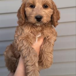 Ginny - Red female Australian Labradoodle puppy in Newdale, Idaho from Grand Peaks Labradoodles