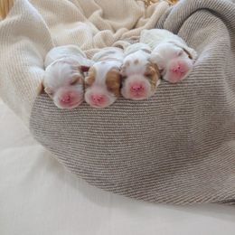 Cavalier King Charles Spaniel Puppies from King of the Hill Cavaliers