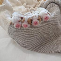 Cavalier King Charles Spaniel Puppies from King of the Hill Cavaliers