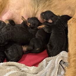 Mary - Black and tan female Airedale Terrier puppy in Thomasville, North Carolina from Beitzel Babies