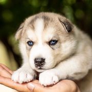 Puppy 4 - Agouti and white male Gerberian Shepsky puppy in Louisville, Kentucky from Arsen's Purebreds & Hybrids