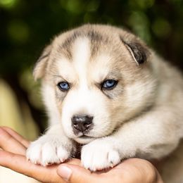Puppy 4 - Agouti and white male Gerberian Shepsky puppy in Louisville, Kentucky from Arsen's Purebreds & Hybrids