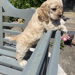 Cocker Spaniel Puppies from Quail Ridge Farm